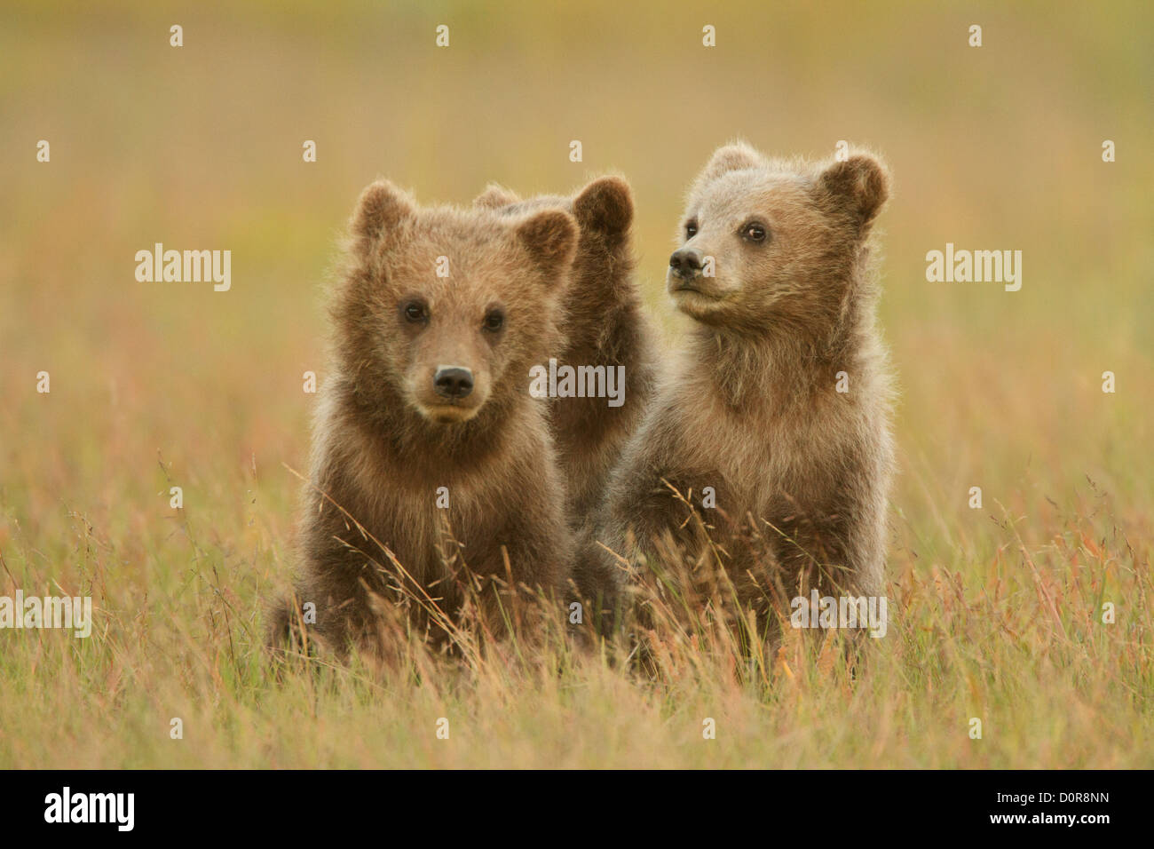 Tripletta marrone o Orso grizzly molla cubs, il Parco Nazionale del Lago Clark, Alaska. Foto Stock