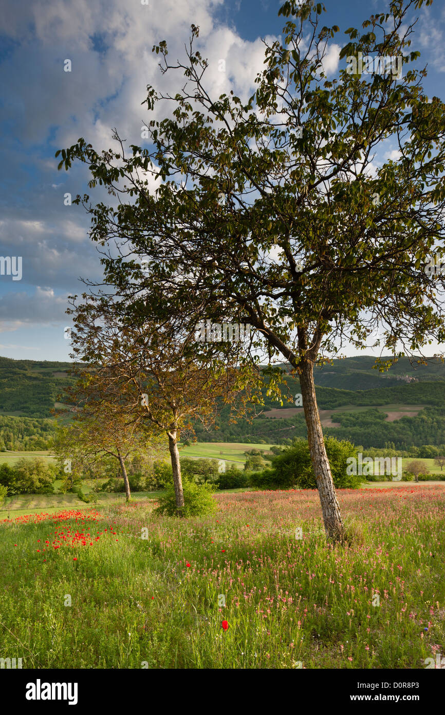La Valnerina vicino a campi, Parco Nazionale dei Monti Sibillini, Umbria, Italia Foto Stock
