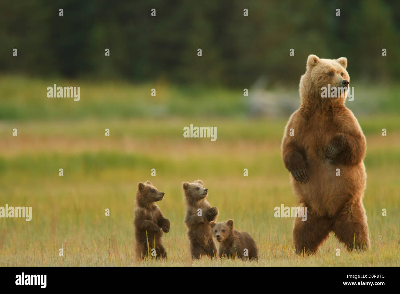 Seminare con tripletta marrone o Orso grizzly molla cubs, il Parco Nazionale del Lago Clark, Alaska. Foto Stock