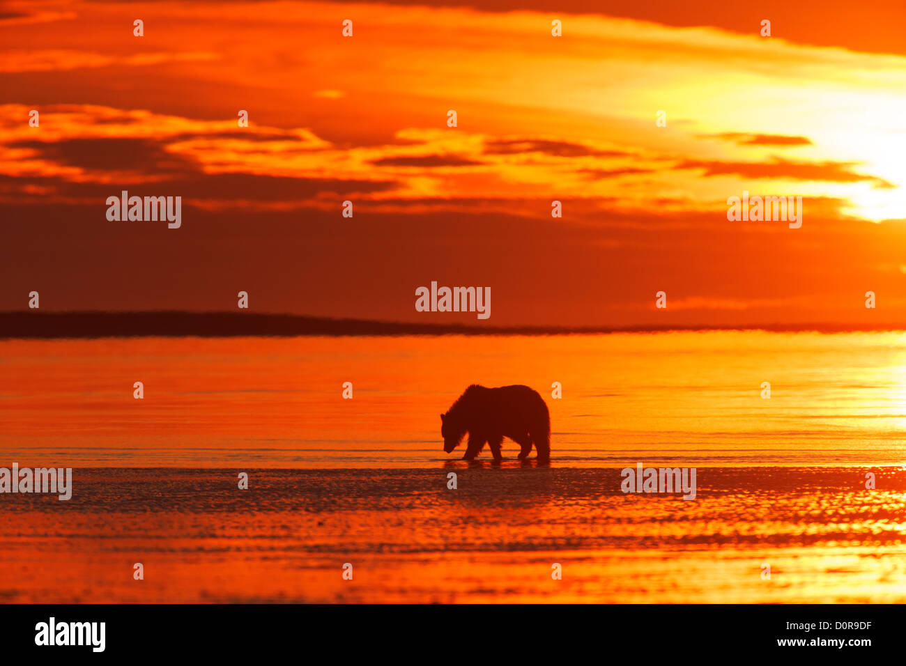 Marrone o Orso grizzly stagliano sunrise sky, il Parco Nazionale del Lago Clark, Alaska. Foto Stock