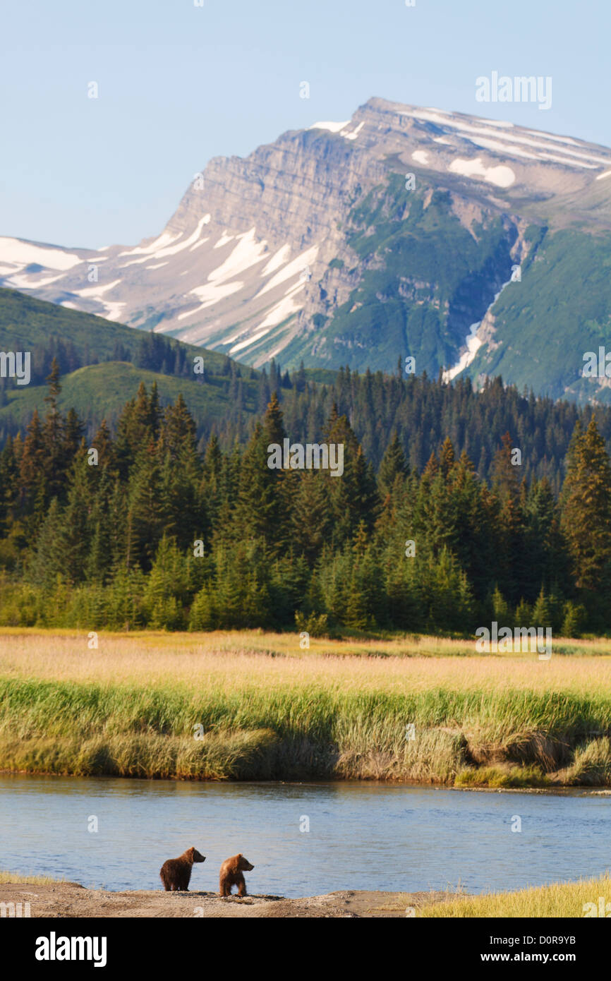Marrone o Orso grizzly molla cubs, il Parco Nazionale del Lago Clark, Alaska. Foto Stock