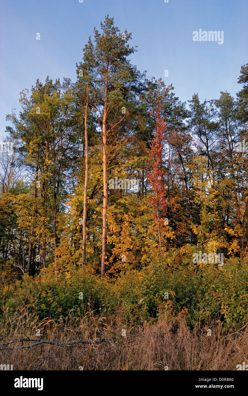 Foresta di autunno in raggi di sole al tramonto Foto Stock