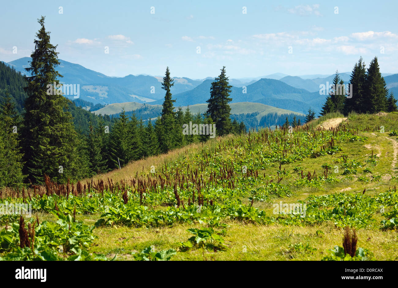 Estate paesaggio di montagna Foto Stock