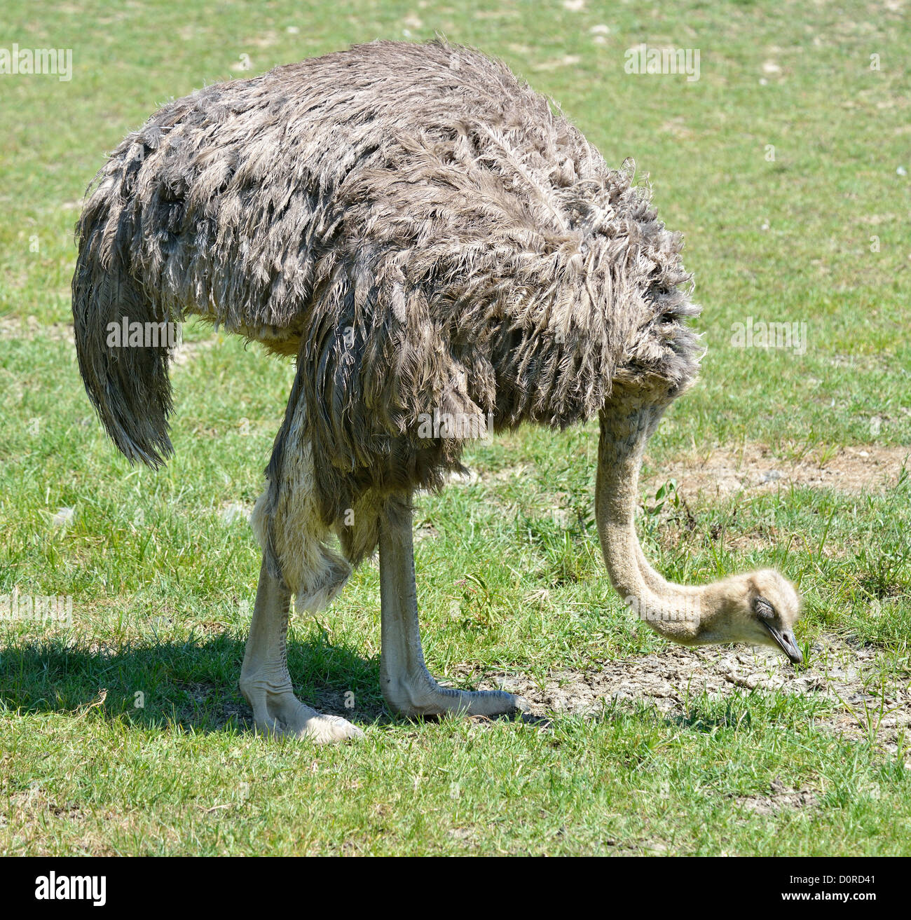 Un grande avanzamento di struzzo sull'erba Foto Stock