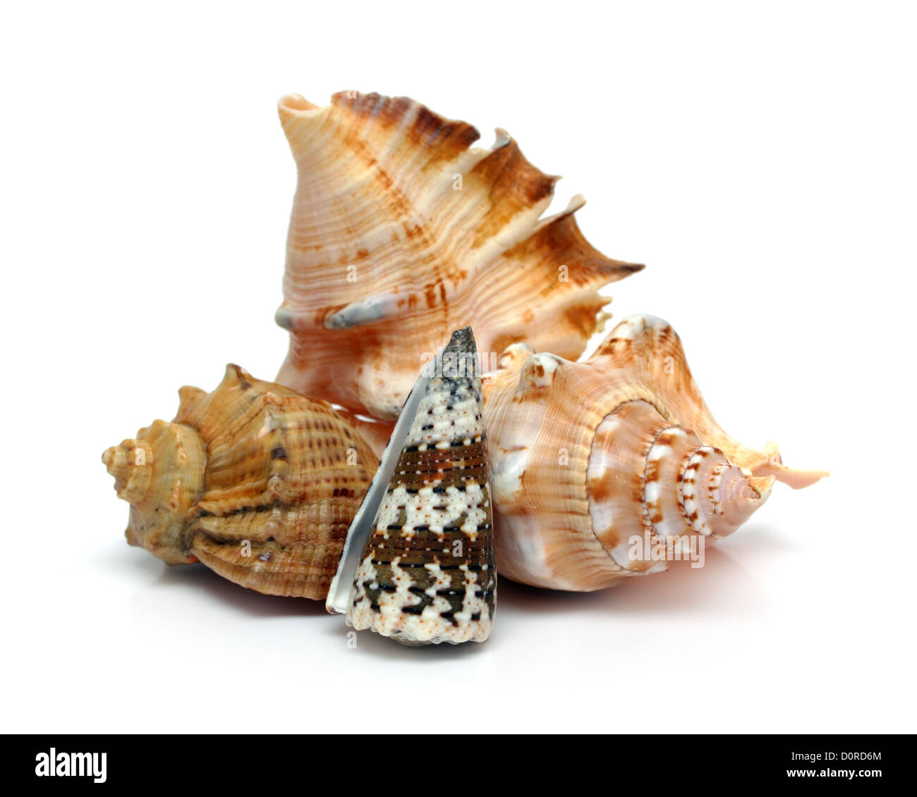 Gruppo di conchiglie di mare close-up su bianco Foto Stock