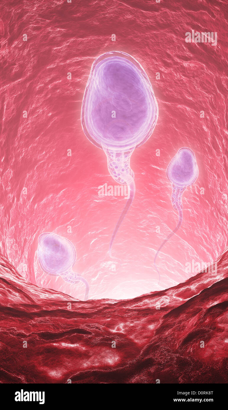 Cellule spermatiche all'interno di dotto deferens Foto Stock