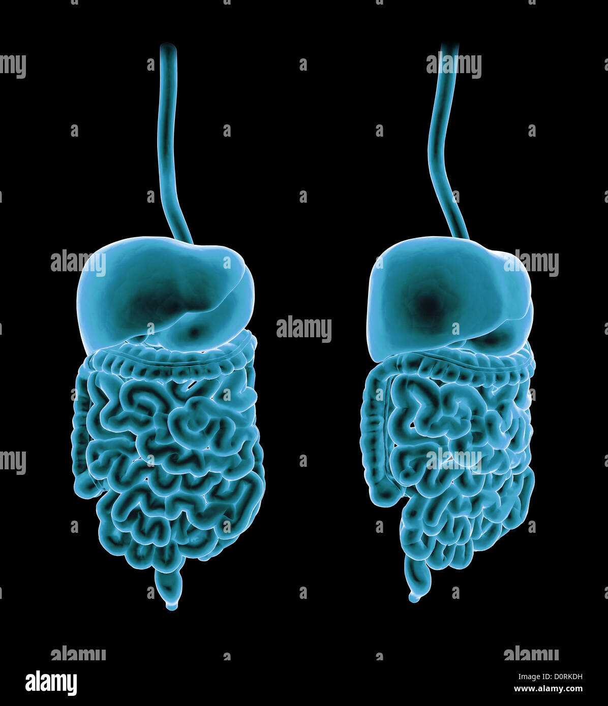 3D rendering di un sistema digestivo Foto Stock