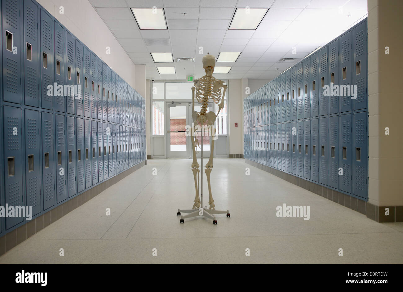Anatomia anatomico anoressia architettura ossea blu ossa prenota locker edificio morte istruzione corridoio health care Foto Stock