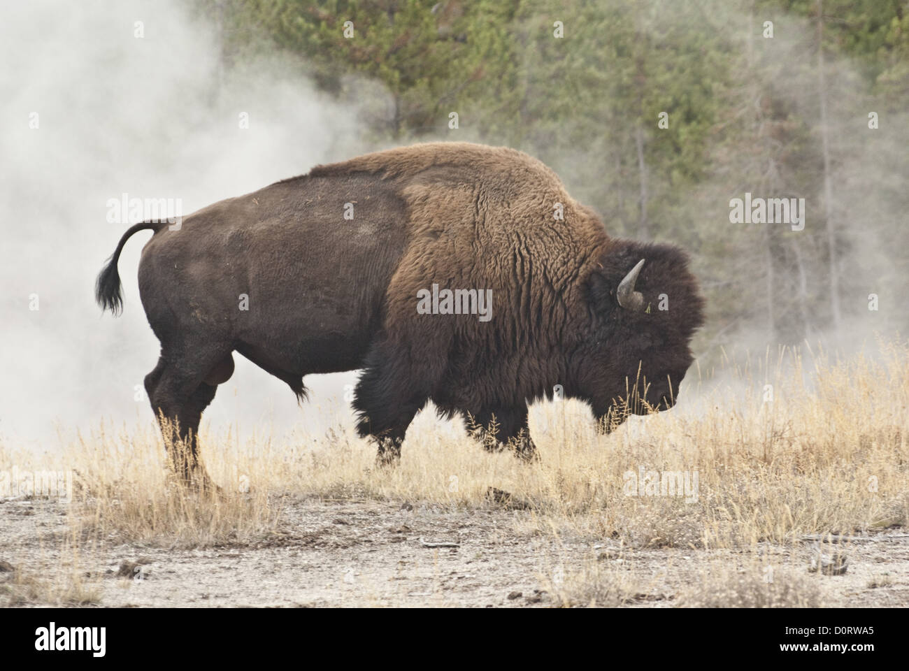 Bisonti nel vapore geotermico Foto Stock