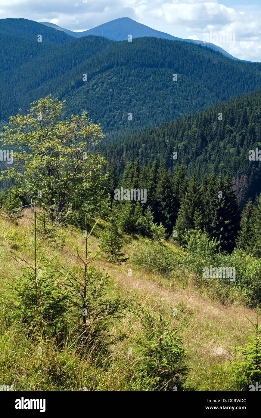 Estate paesaggio di montagna Foto Stock