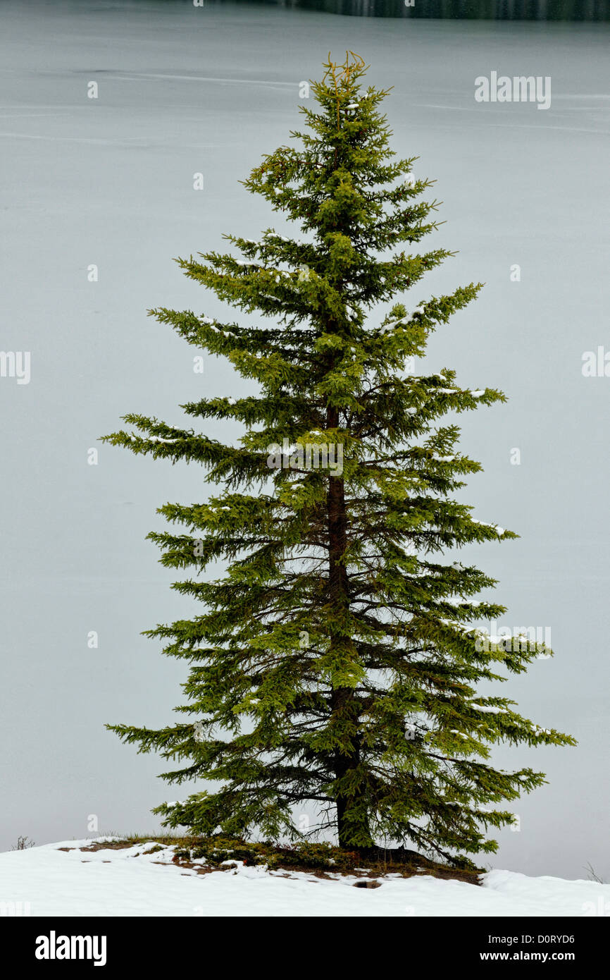 Pino sulla Sponda di due jack Lake, il Parco Nazionale di Banff, Alberta, Canada Foto Stock