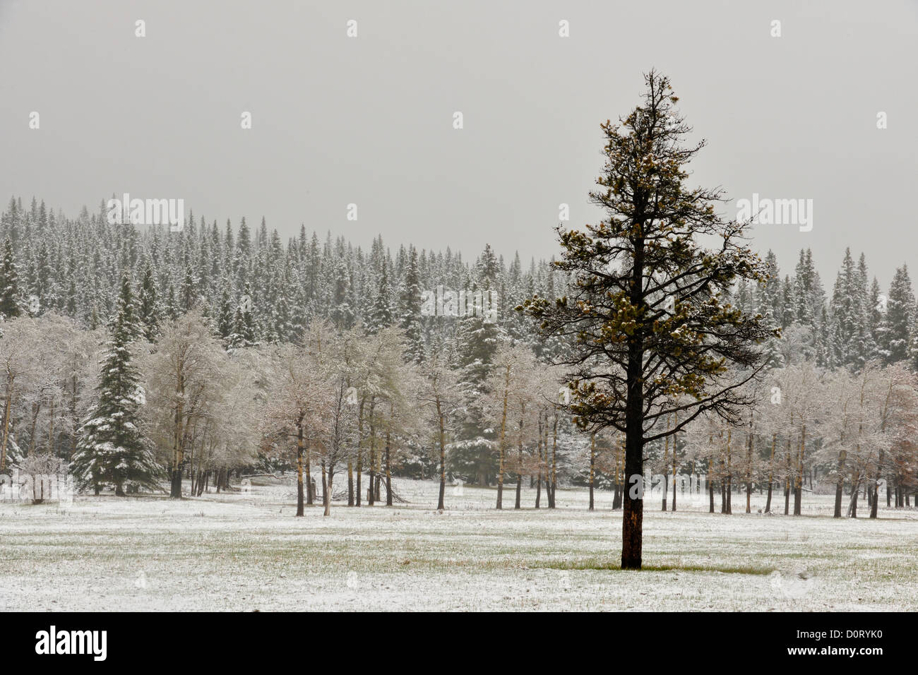 La molla nevicata in cascata dei prati con aspen e pino, il Parco Nazionale di Banff, Alberta, Canada Foto Stock