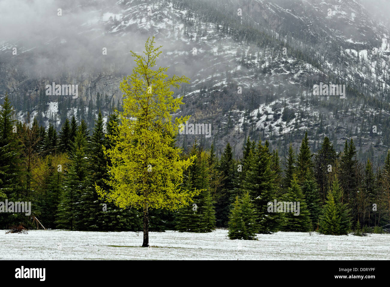 La molla nevicata in cascata dei prati con aspen e pino, il Parco Nazionale di Banff, Alberta, Canada Foto Stock