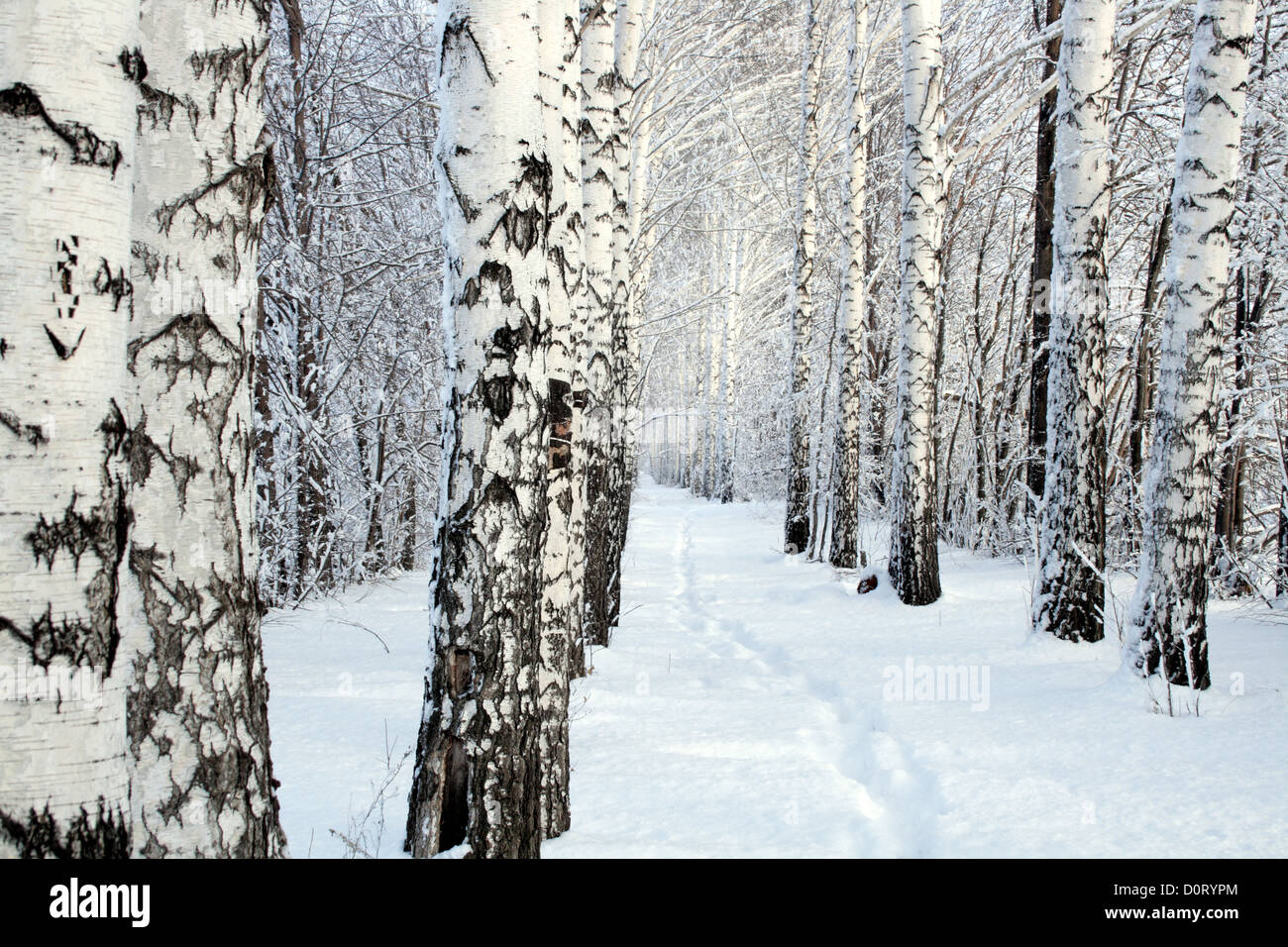 Piccolo percorso in inverno di legno di betulla Foto Stock