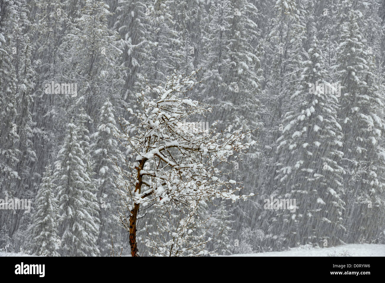 Tempesta di neve di primavera in un prato delimitate da alberi di pino- città di Banff, il Parco Nazionale di Banff, Alberta, Canada Foto Stock