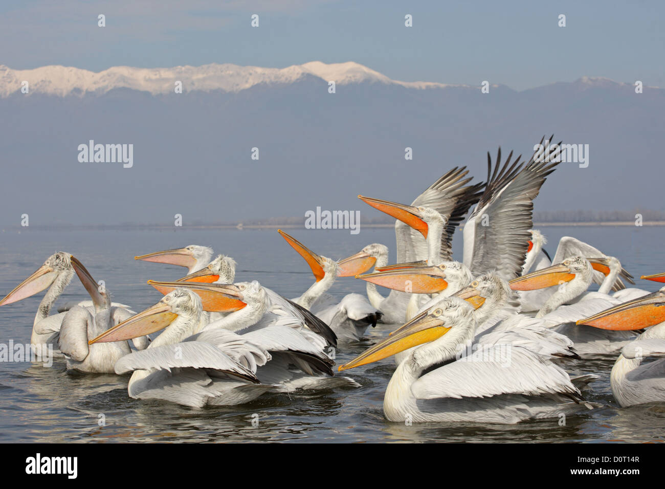 Un gruppo di pellicano dalmata. Pelecanus crispus.Il lago di Kerkini, Grecia Foto Stock