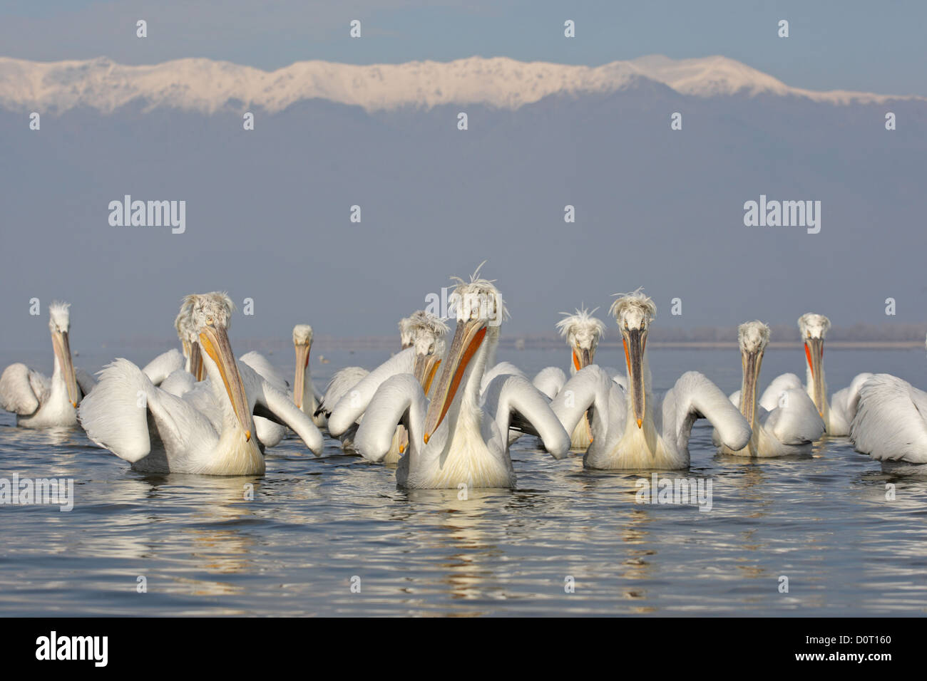 Un gruppo di pellicani dalmata. Pelecanus crispus.Il lago di Kerkini, Grecia Foto Stock