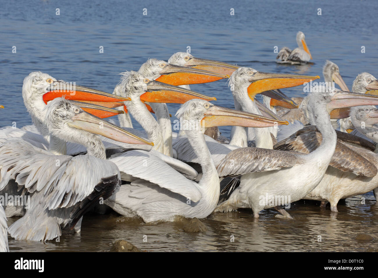 Un gruppo di pellicano dalmata in allevamento del piumaggio in attesa di pesce, Pelicanus crispus, lago di Kerkini, Grecia Foto Stock