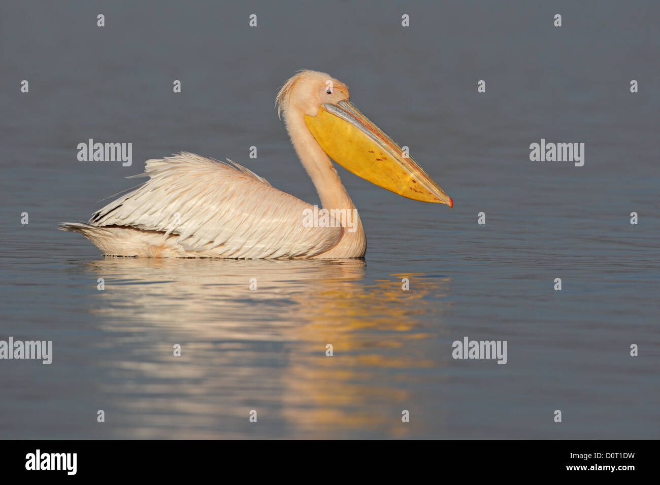 Rosa Pelican, Pelicanus, il lago di Kerkini, Grecia Foto Stock