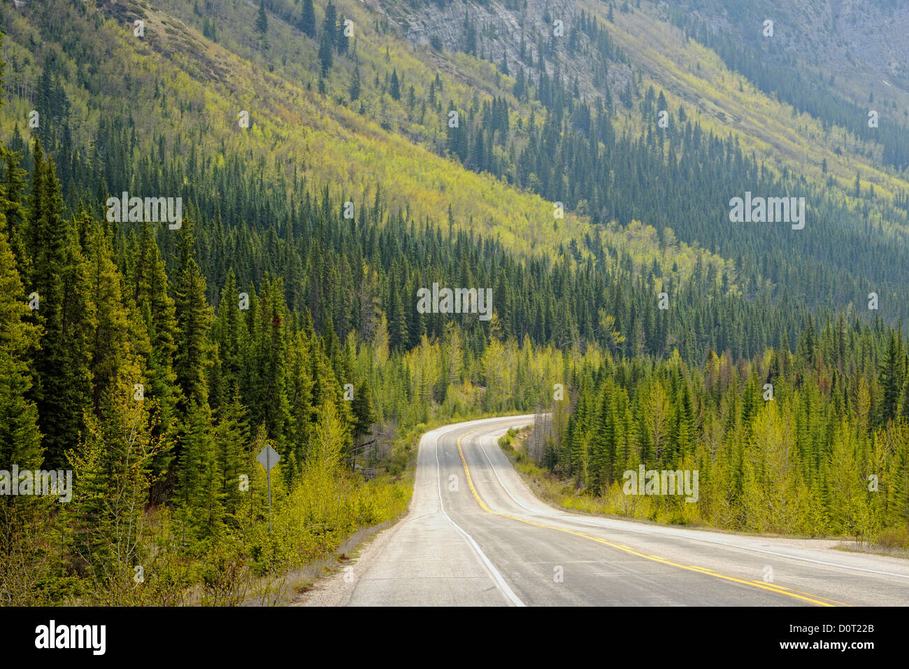 Icefields Parkway (vicino a Rampart Creek) con pendenze di Aspen e pino, il Parco Nazionale di Banff, Alberta, Canada Foto Stock
