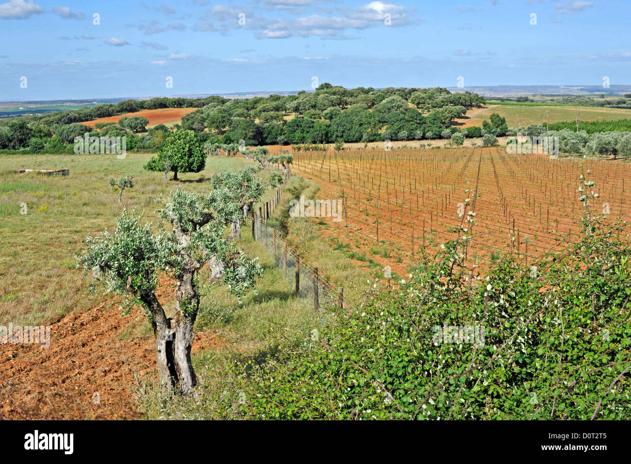 Terreni agricoli in Alentejo Foto Stock
