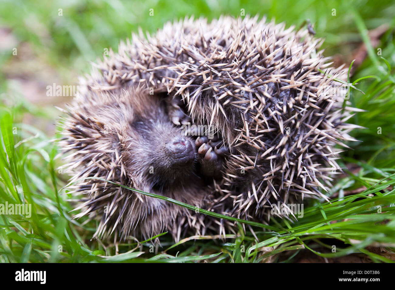 A spaventare il riccio arrotolato in una sfera e recante sul retro. Foto Stock