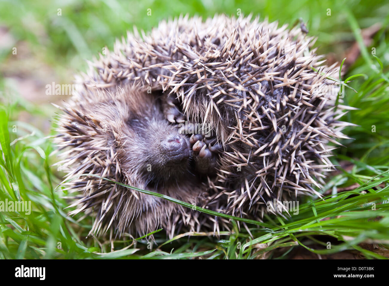 A spaventare il riccio arrotolato in una sfera e recante sul retro. Foto Stock