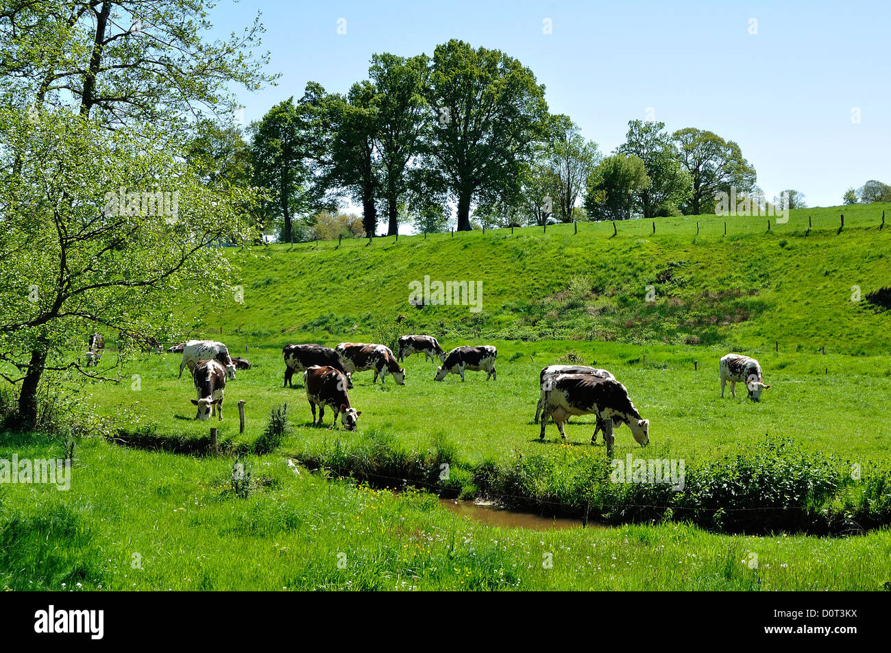 Norman mucche in un prato sul bordo di un torrente in maggio. A nord del dipartimento Mayenne, Paese della Loira, Francia Foto Stock