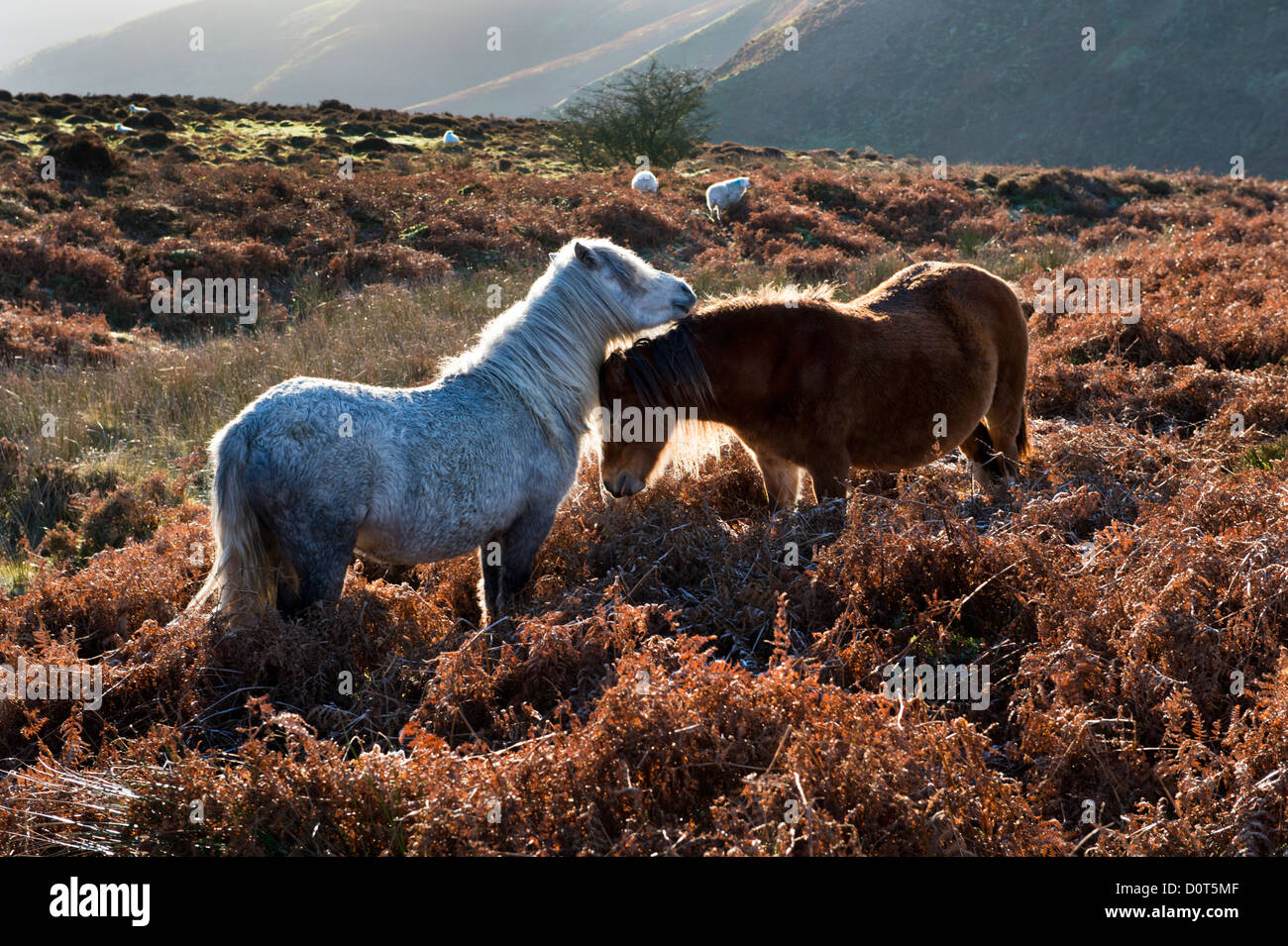 Pony selvatici pascolano sulla lunga Mynd, Shropshire, Regno Unito, in una fredda mattina di autunno Foto Stock