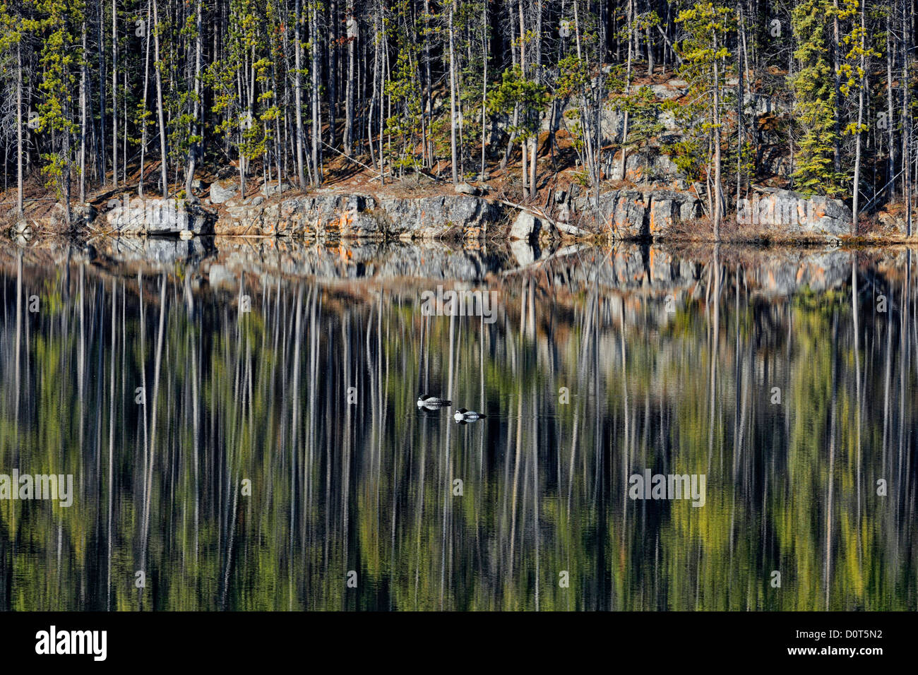 Lodgepole pino riflessioni di Herbert lago con due loons, il Parco Nazionale di Banff, Alberta, Canada Foto Stock