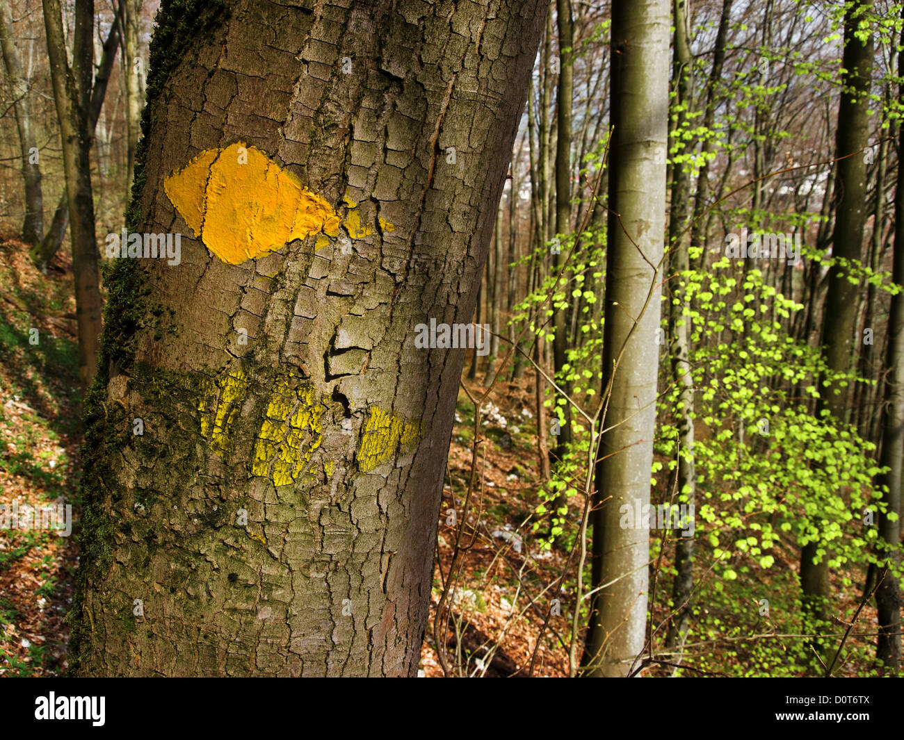 Albero, tronco, il faggio, il bosco di faggio, Fagus silvatica, giallo fecce, NIederbipp, Niederbipp. Legno, foresta, Svizzera, tronco, tribù Foto Stock