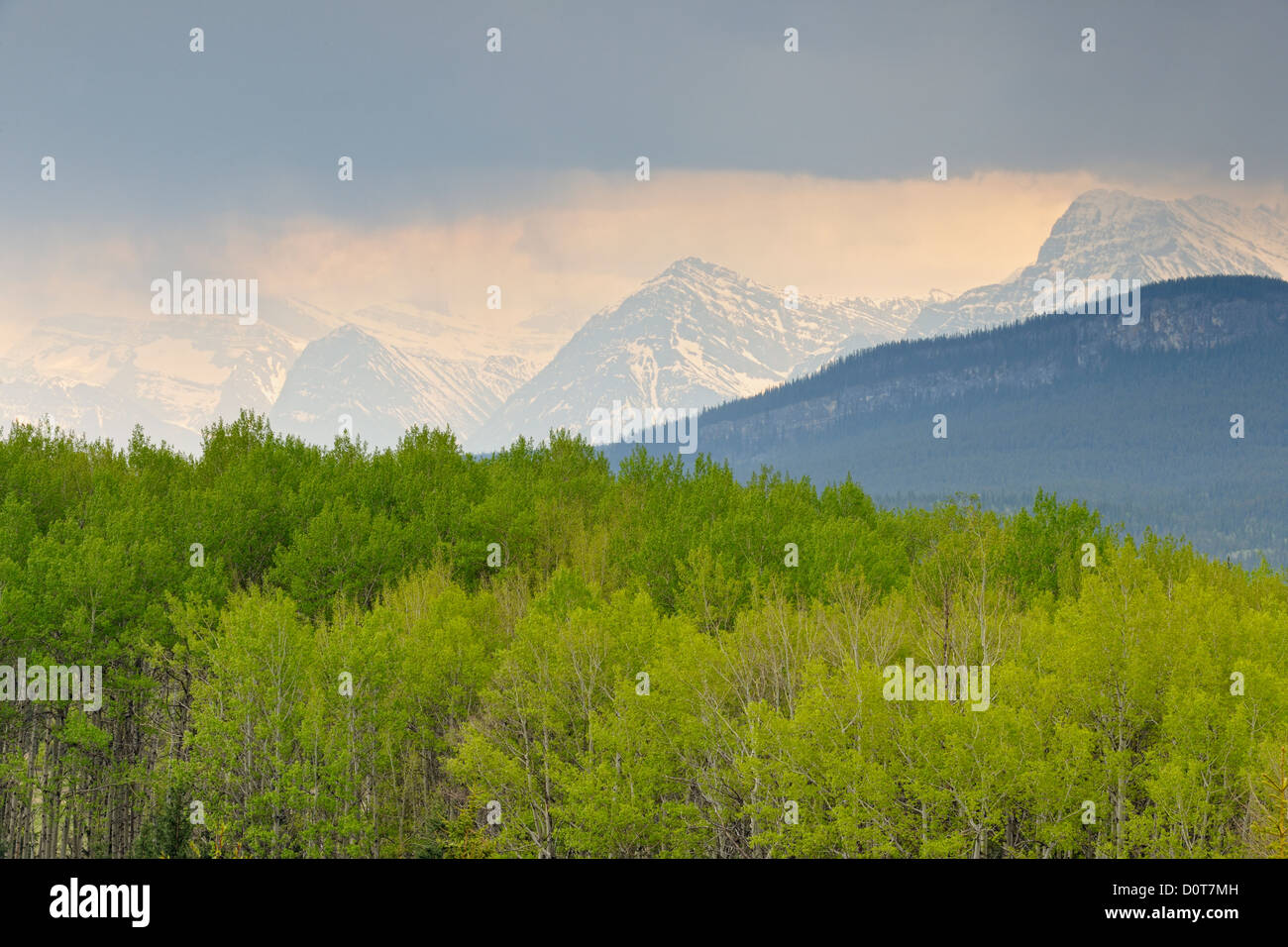 Pino e aspen forest nell'Athabasca River Valley, il Parco Nazionale di Jasper, Alberta, Canada Foto Stock