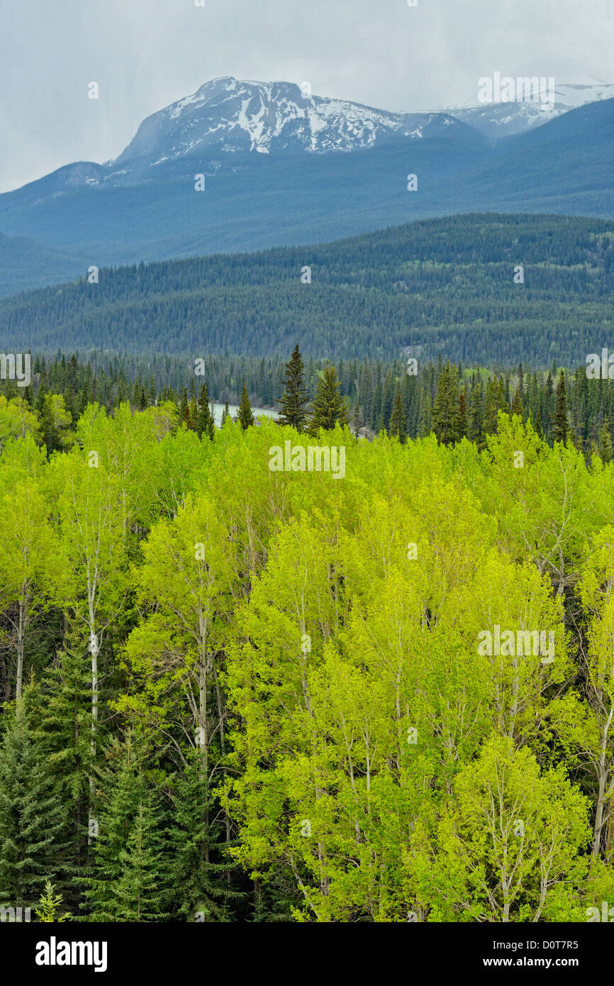 Pino e aspen forest nell'Athabasca River Valley, il Parco Nazionale di Jasper, Alberta, Canada Foto Stock