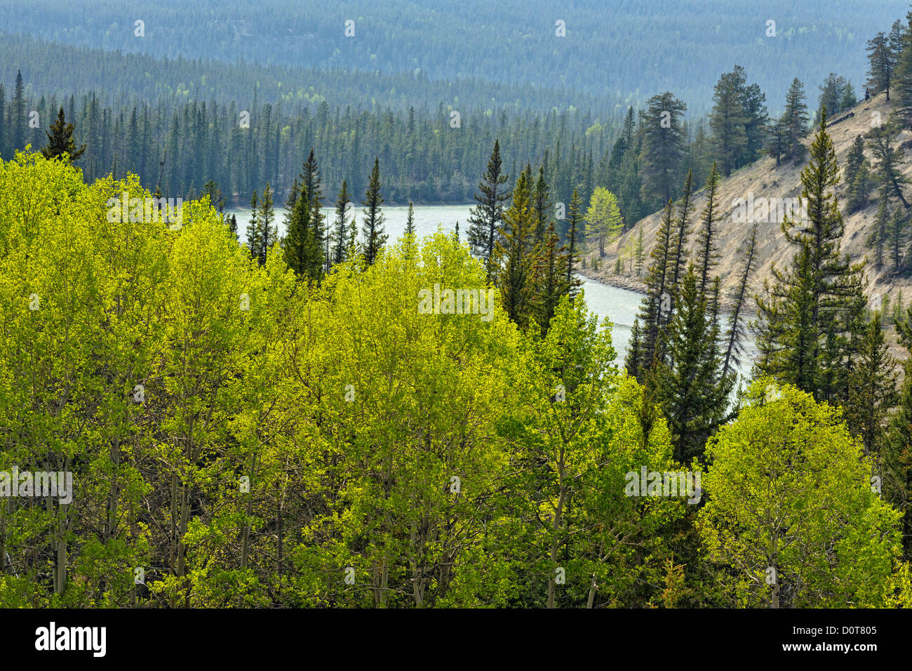 Pino e aspen forest nell'Athabasca River Valley, il Parco Nazionale di Jasper, Alberta, Canada Foto Stock