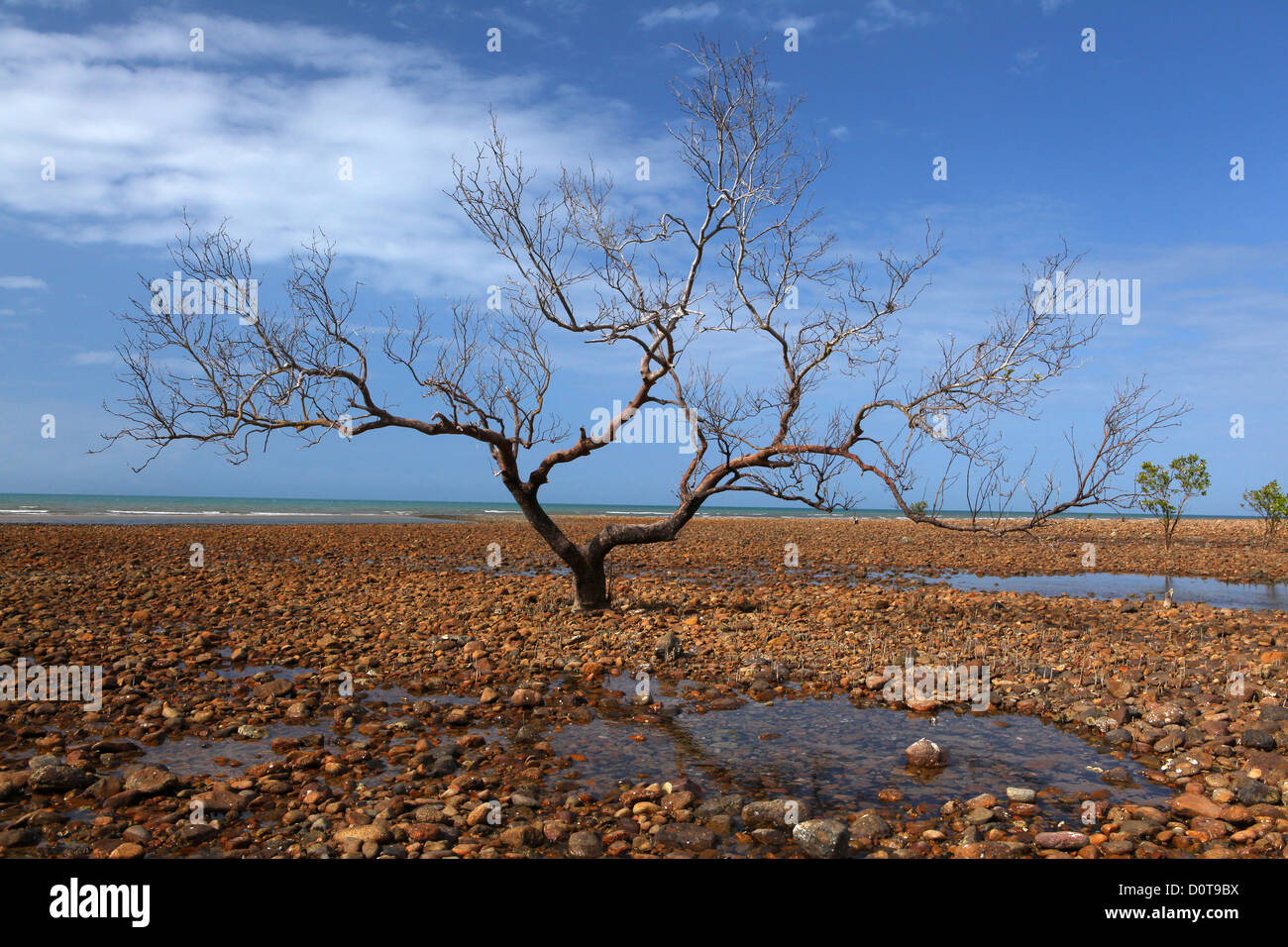 Mangrove, bassa, riflusso della marea, albero, acqua salata, antenna root, conformista, mare, pietre ghiaia, Rollingstone, Queensland, Australia Foto Stock