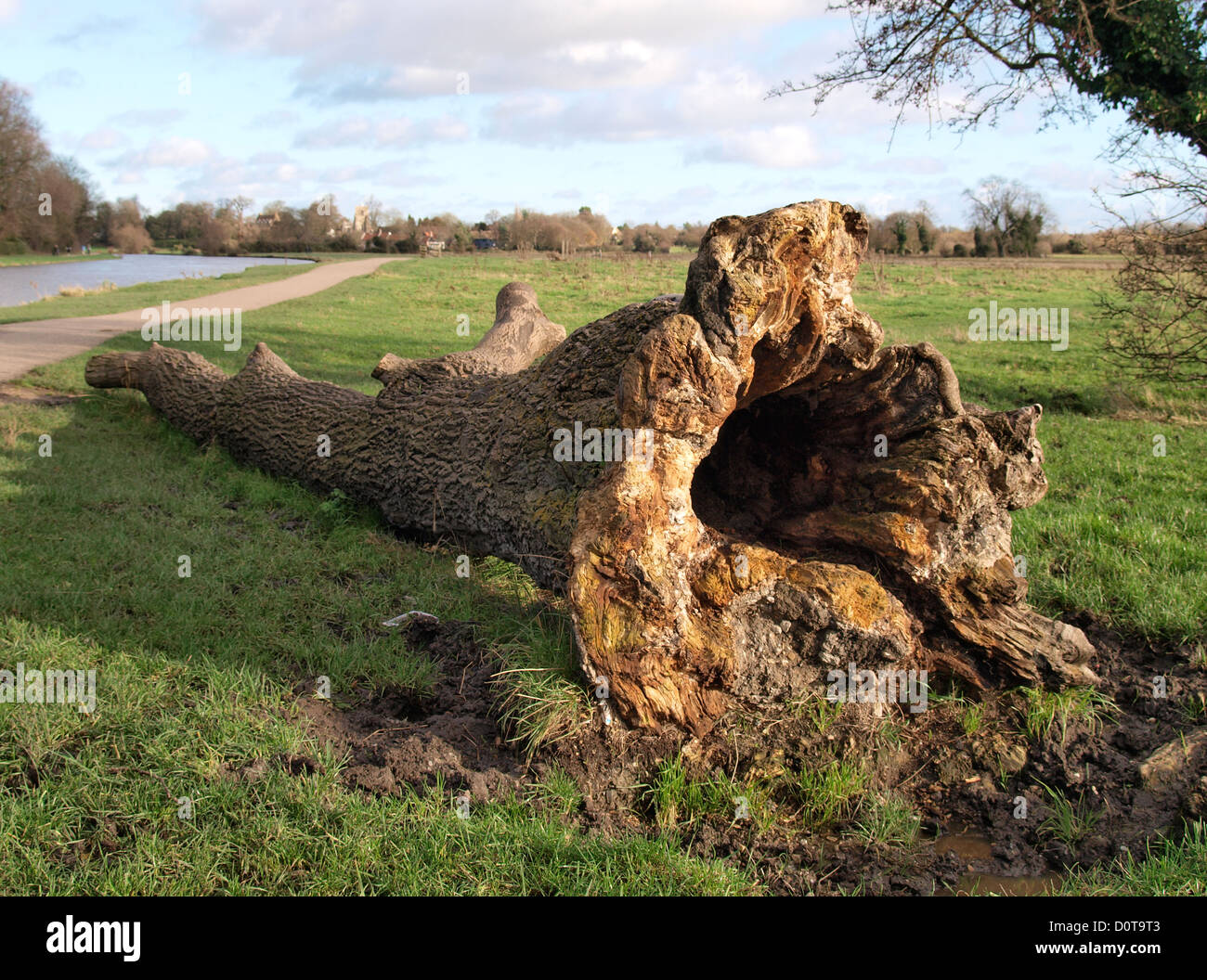 Il vecchio albero caduto tronco, Cambridge, Regno Unito Foto Stock