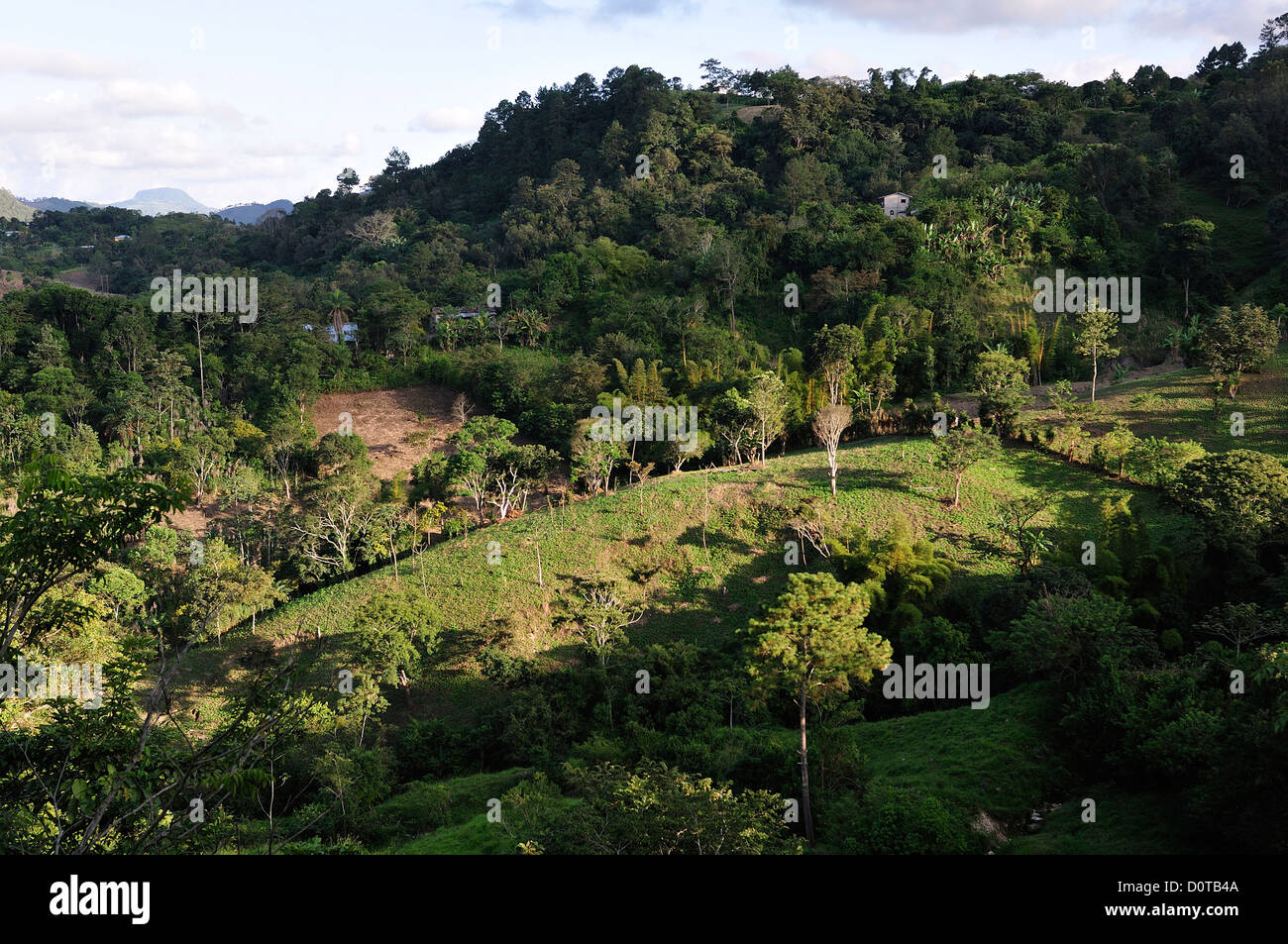 Foresta, natura, paesaggio, alberi, Guatemala, vicino Copan, America Centrale, Honduras, Foto Stock
