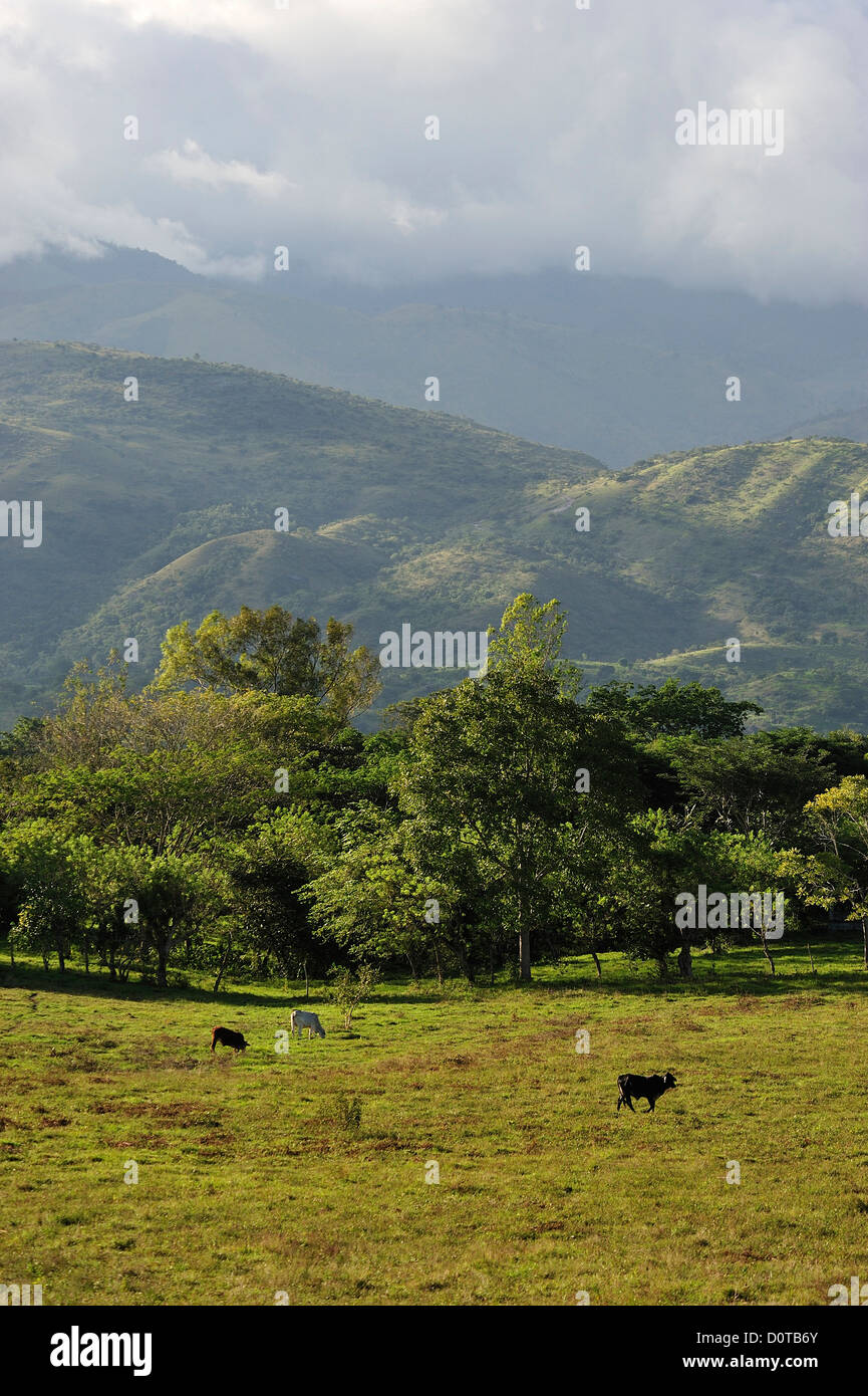 La gamma della montagna, border, Guatemala, vicino a Copan, ruderi, America Centrale, Honduras, paesaggio, bovini, agricoltura, deforestazione, Foto Stock