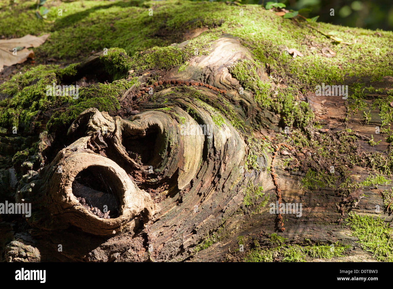 Il muschio cresce su annodato morti tronco di albero Foto Stock