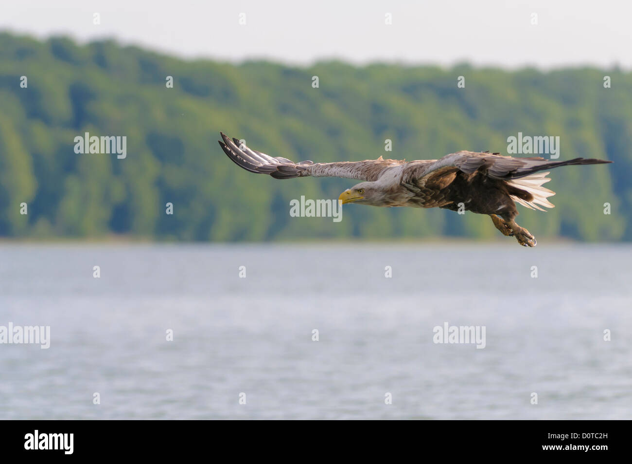 Seeadler, Haliaeetus albicilla, White Tailed eagle Foto Stock