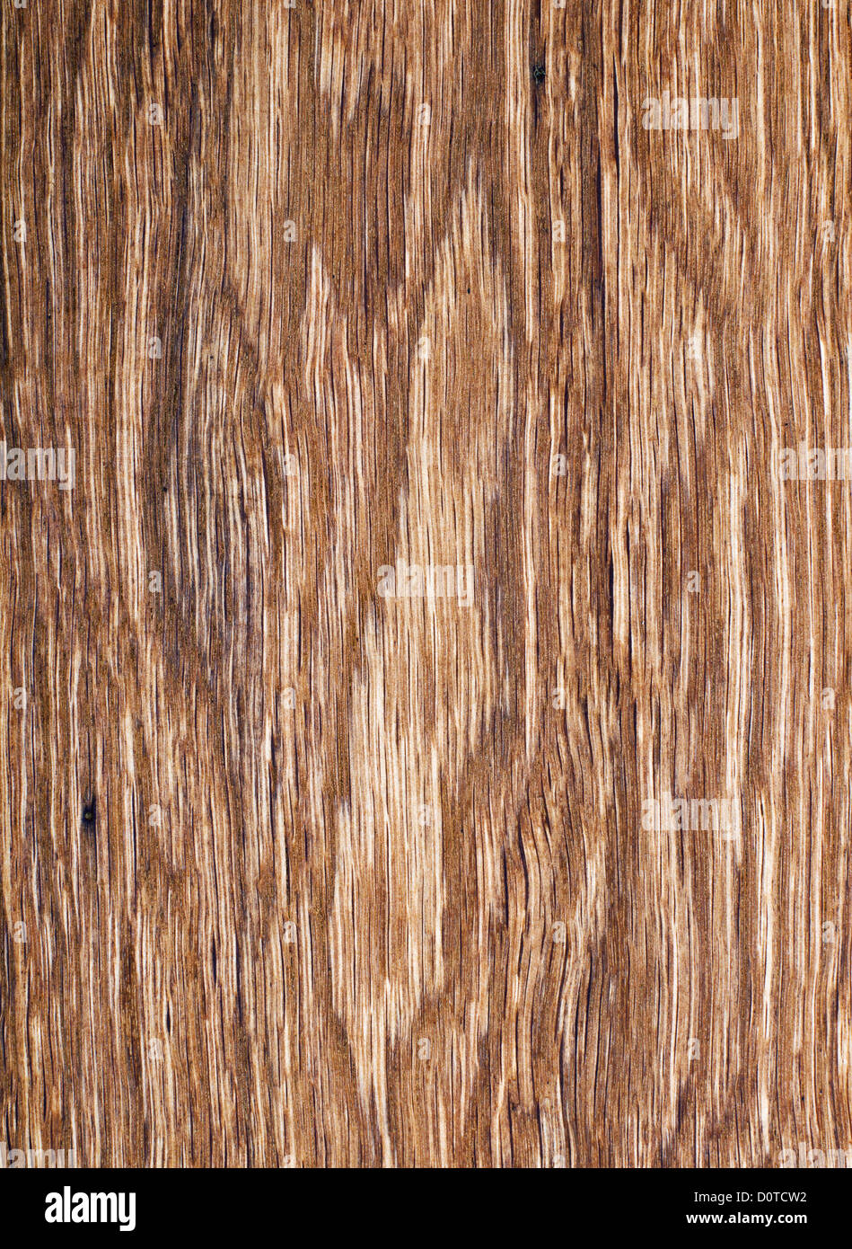 Texture di legno. vecchia quercia in close up Foto Stock