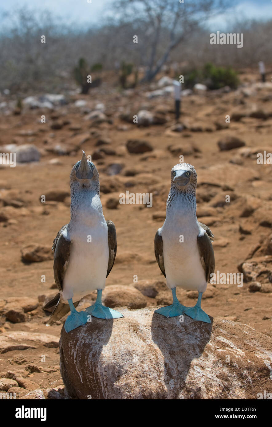 Blu-footed boobies Foto Stock