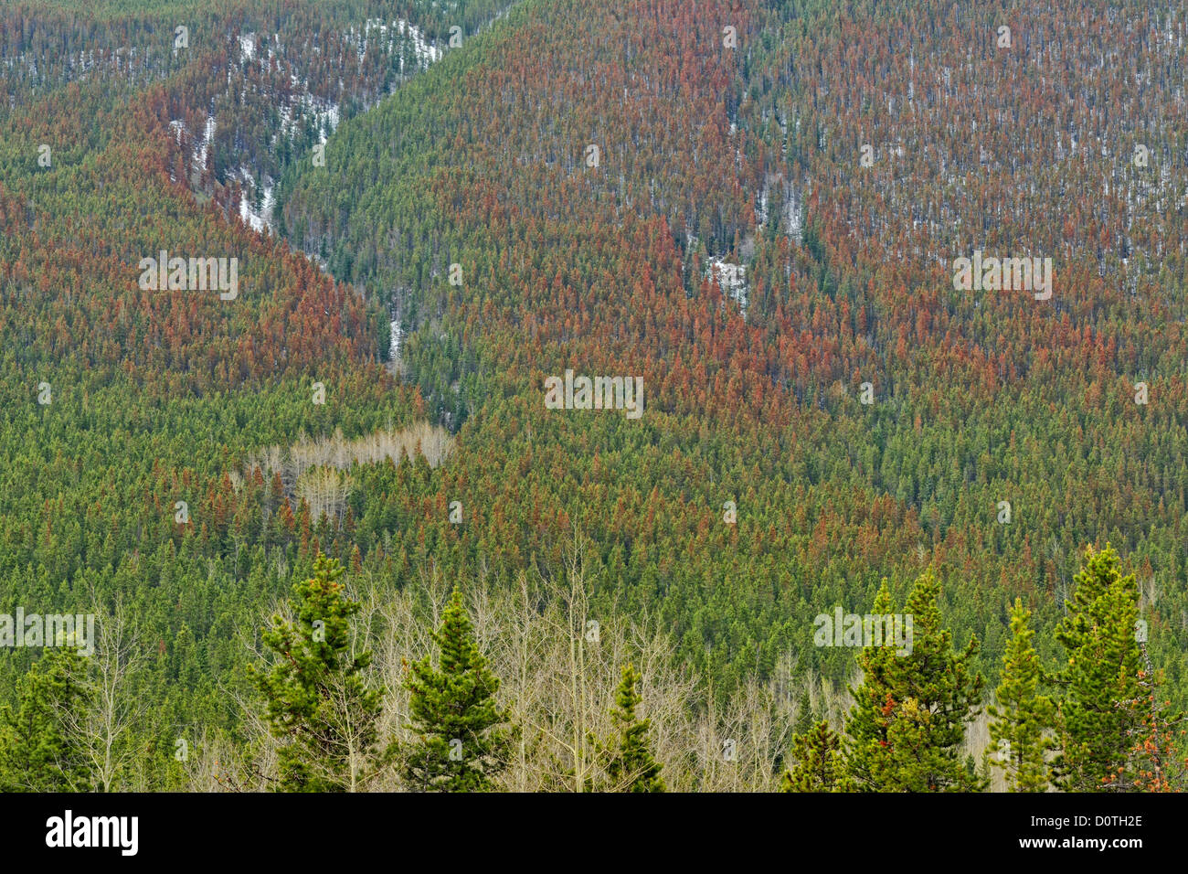Mountain Pine beetle danni- pini arrossate e ucciso da insetti, Kananaskis country, Alberta, Canada Foto Stock