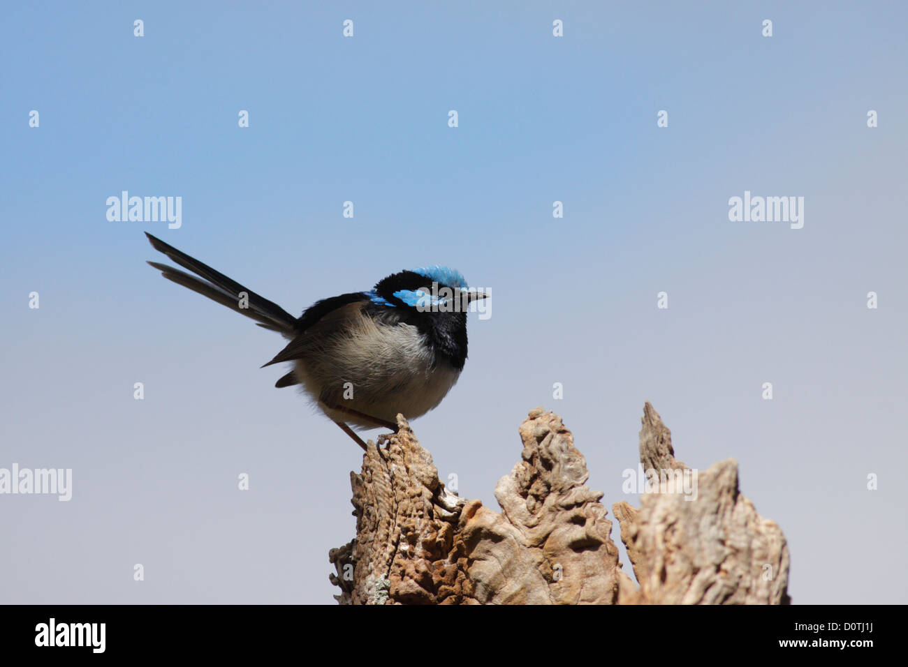 Superba Fairywren / superba Blue Wren (Malurus cyaneus), Hanging Rock, Victoria, Australia Foto Stock