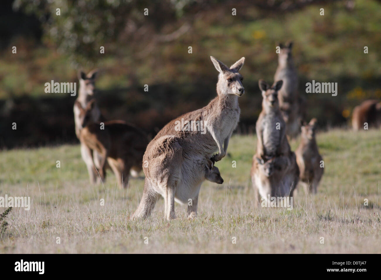 Orientale Canguro grigio (Macropus giganteus), femmine con giovani (joeys) nella loro custodia, Woodend, Victoria, Australia Foto Stock