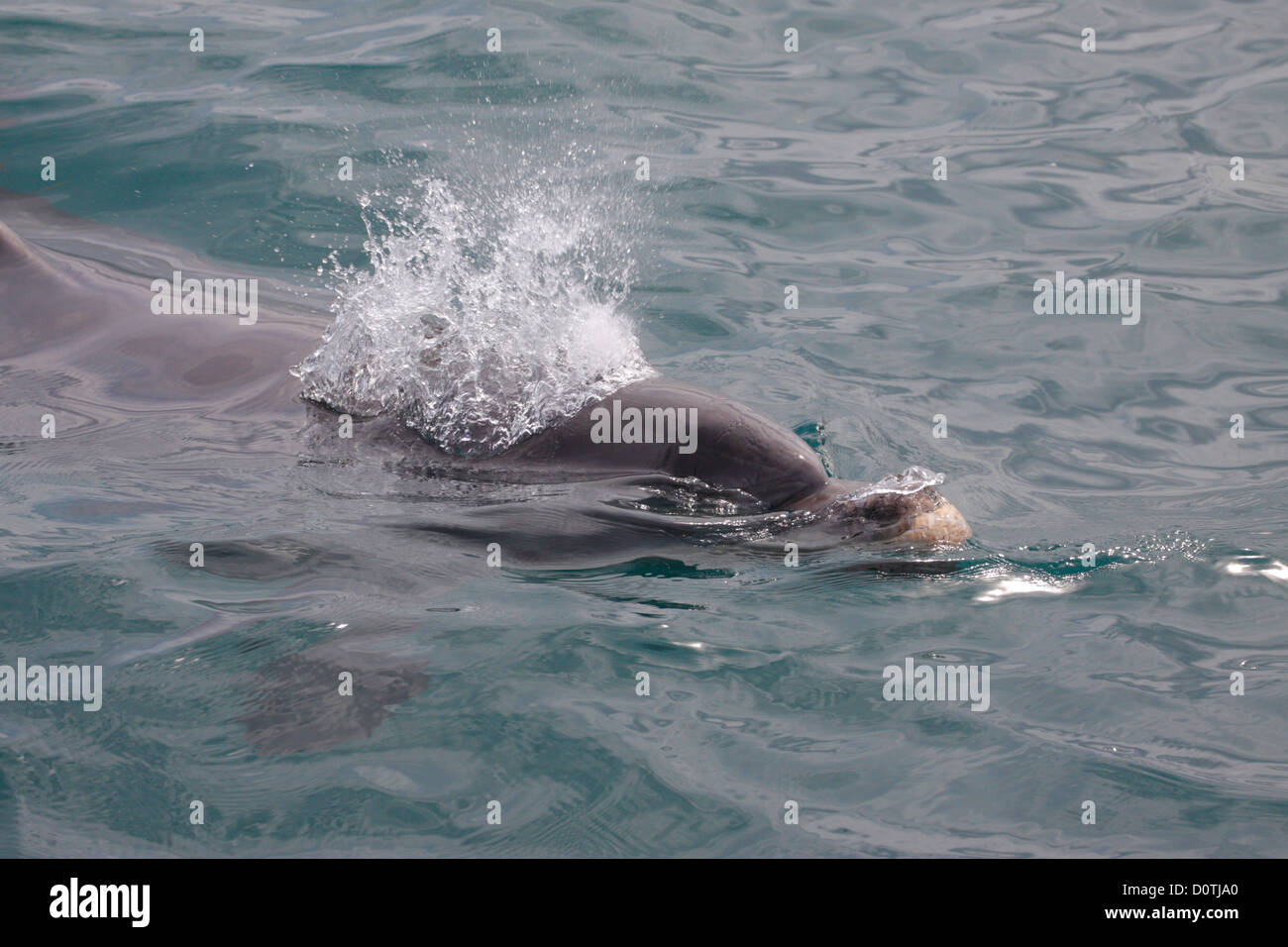 Il tursiope o delfino maggiore (Tursiops truncatus) affiorante, Port Phillip Bay, Victoria, Australia Foto Stock