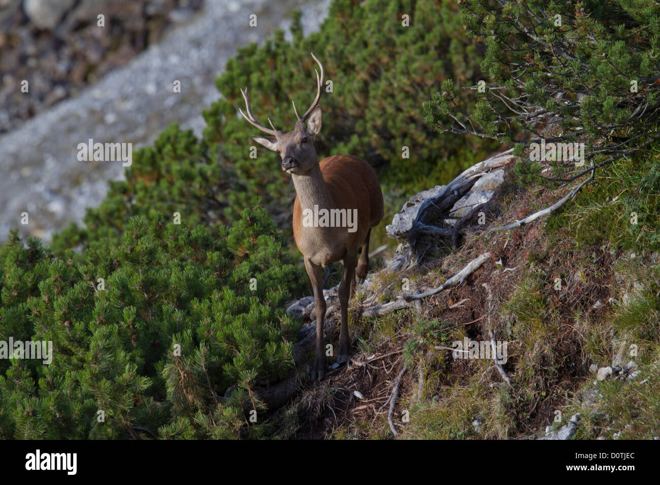 I Grigioni, Grigioni, Svizzera, animale, cervi, Cervus elaphus, gioco, palchi, erba, cervo, Foto Stock