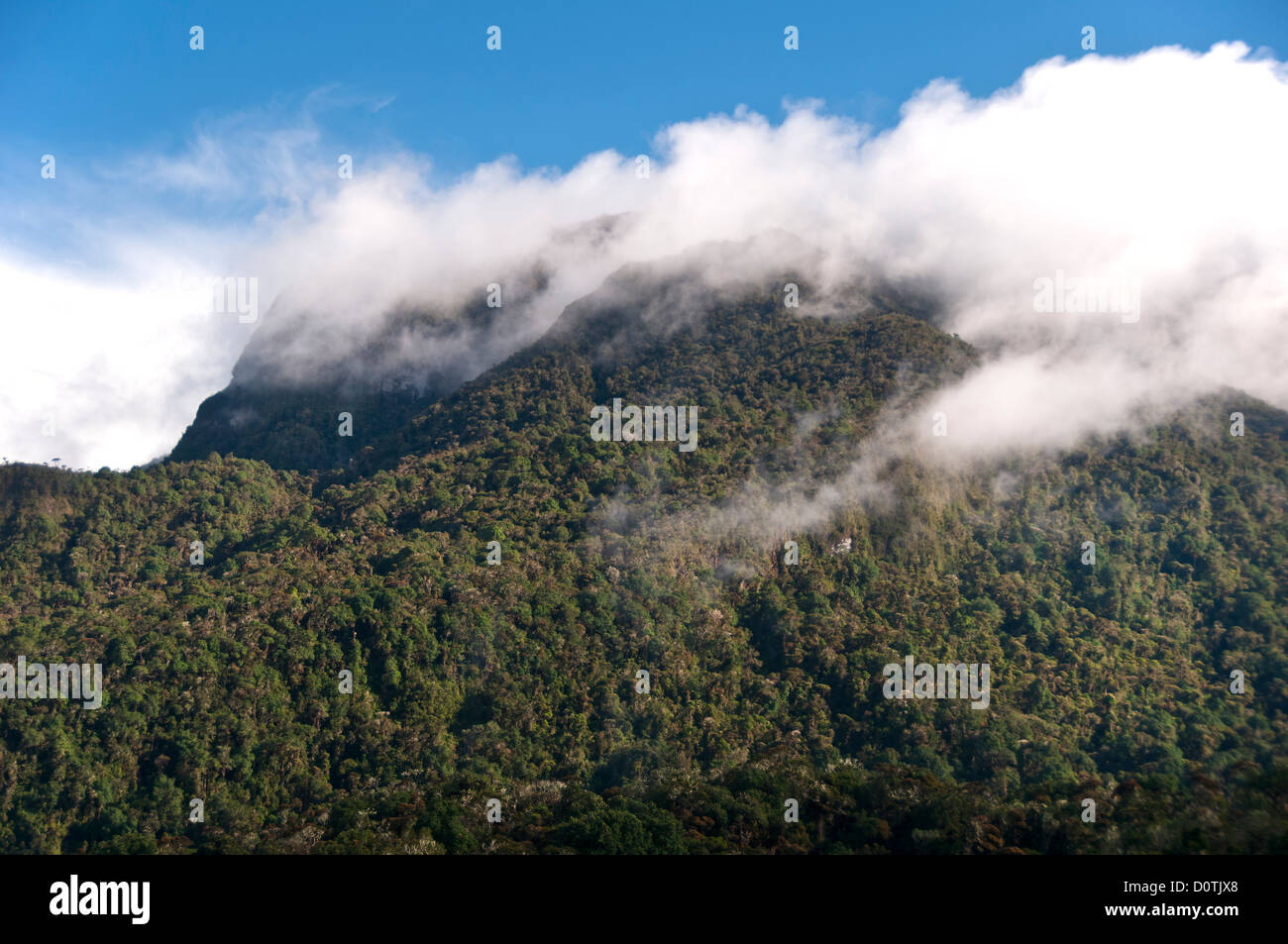 Il Cloud, foresta, Totoro, Inza, Ande, montagne, nuvole, Navado de Huilo, Colombia, Sud America Foto Stock