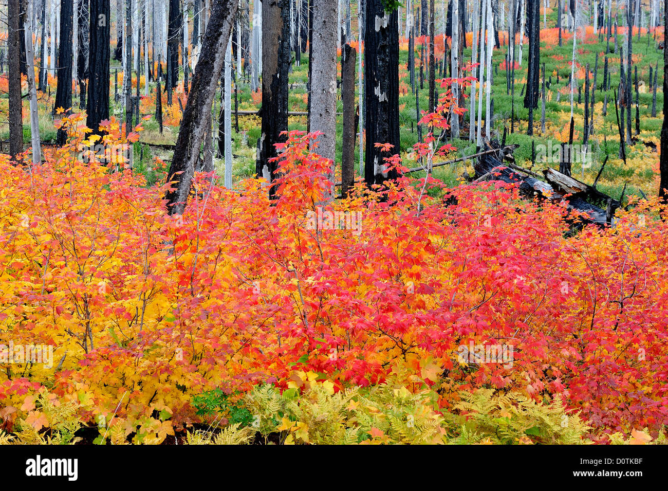 Caduta, colori, fogliame, Cascade Mountains, Oregon, Stati Uniti d'America, Stati Uniti, America, America del Nord, l'autunno, Foto Stock