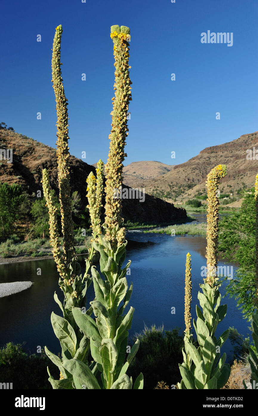 North Fork, John giorno River, Kimberly, Oregon, Stati Uniti d'America, Stati Uniti, America, Nord America, fiori, piante, Foto Stock